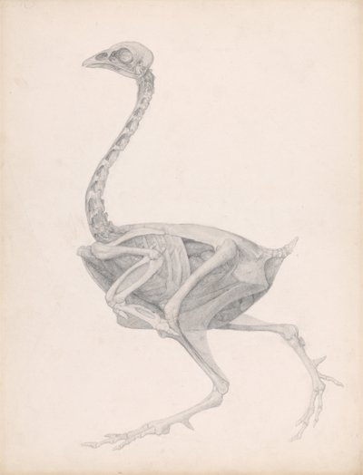 A Comparative Anatomical Exposition of the Structure of the Human Body of an Ostrich by George Stubbs